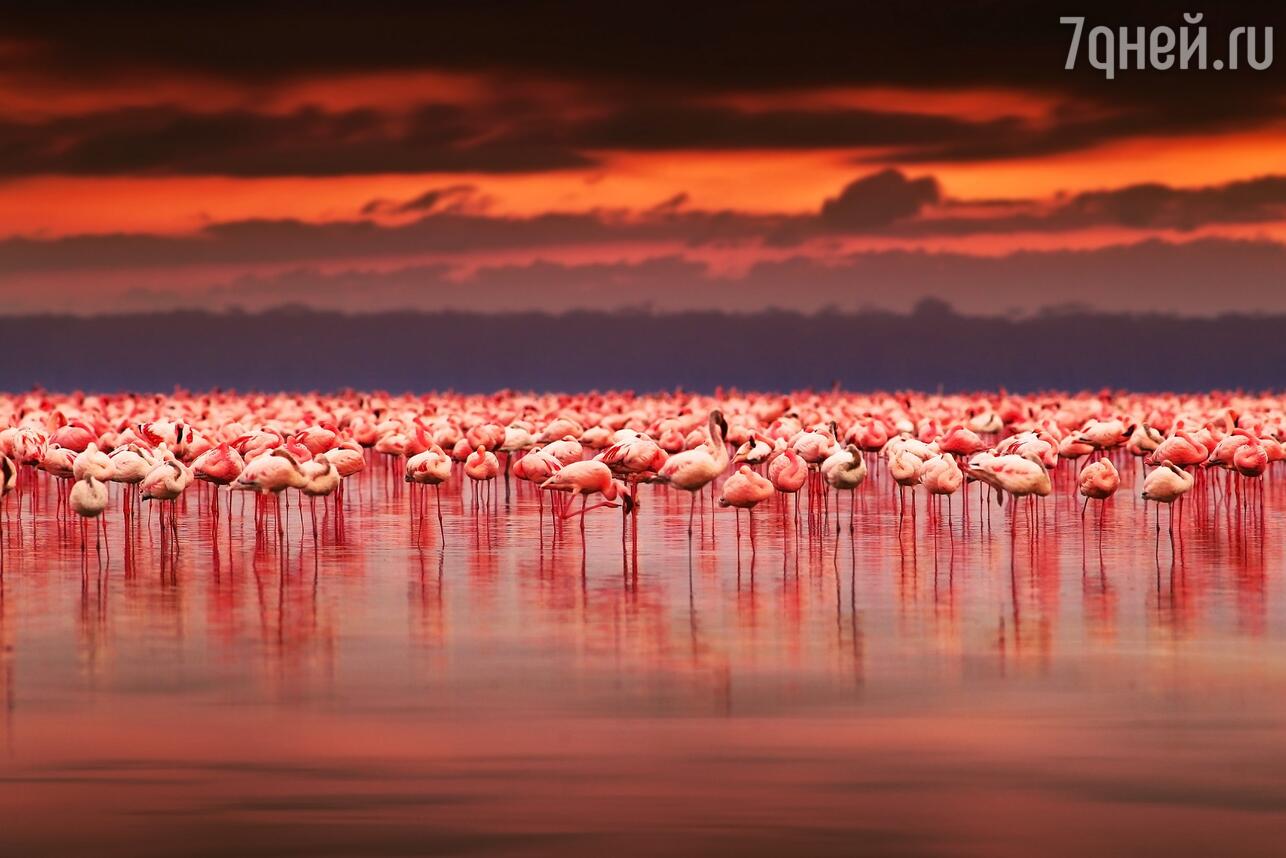 Фламинго в Кении фото