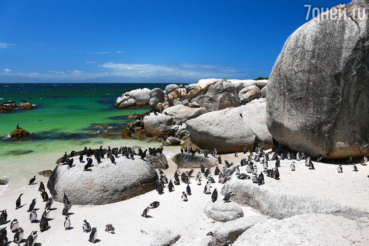 Пингвины на побережье Кейптауна фото