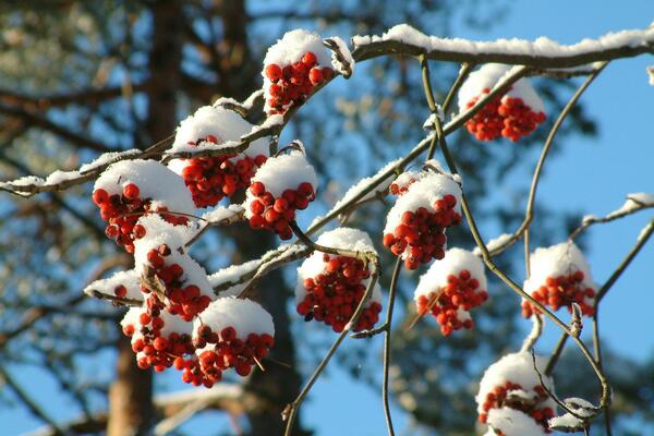 Рекордные температуры: метеоролог рассказал, какой будет зима
