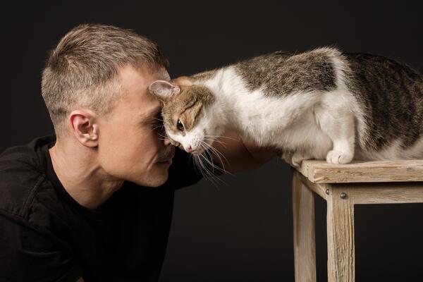 Кошачий язык: как научиться понимать свою кошку