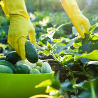 Забудьте про шпалеры и теплицы: старый дедовский способ выращивания огурцов ведрами прямо на земле