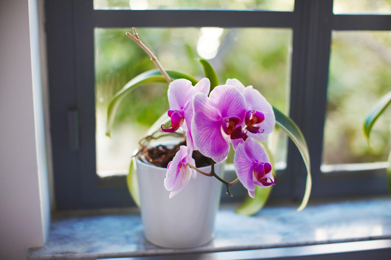 Способ за копейки улучшить цветение орхидеи — дома будет райский сад