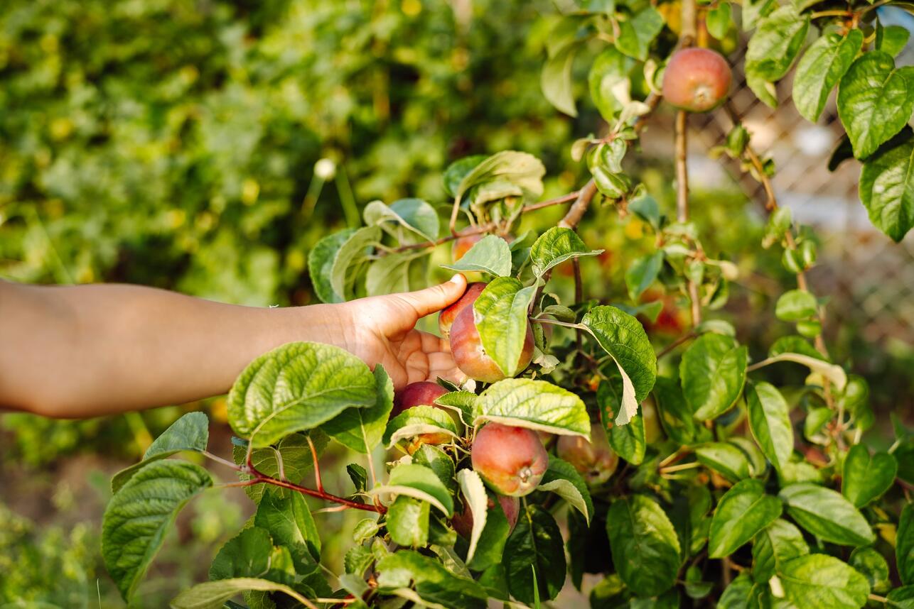Рффективность Р·Р° 10 копеек: чем опрыскать сад, чтобы забыть Рѕ тле РґРѕ осени Рффективность Р·Р° 10 копеек: чем опрыскать сад, чтобы забыть Рѕ тле РґРѕ осени