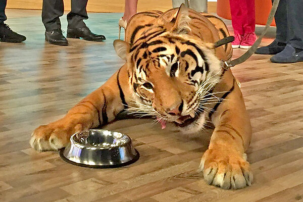 Самые известные животные-предсказатели по футболу