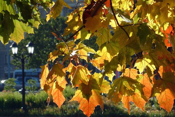Еще будет тепло: синоптики рассказали, когда ждать бабье лето