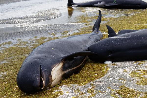 Новая катастрофа: почему киты массово выбрасываются на берег