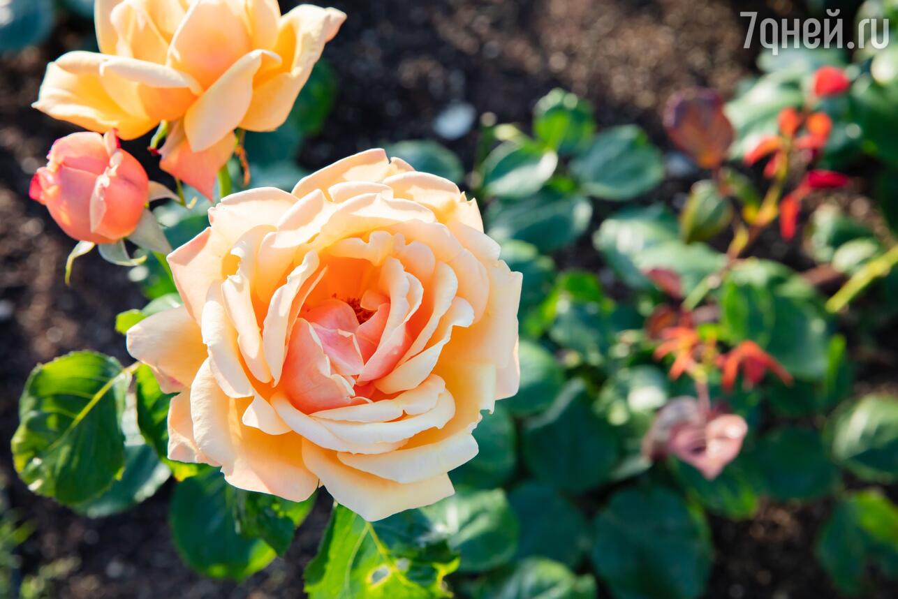 Как выращивать штамбовые розы в домашних условиях. Советы из частного питомника роз Рязанова