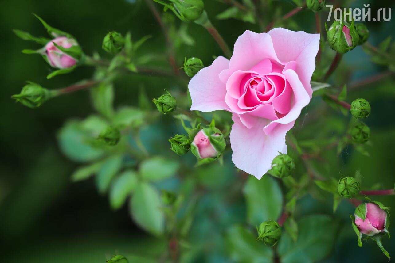 Розы в ландшафтном дизайне: виды роз, организация розариев и советы по размещению