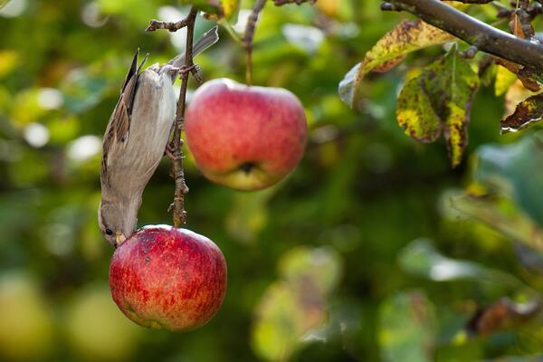 Пернатые вредители: как защитить плодовые деревья от птиц