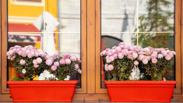 Топ-15 растений, которые стоит посадить в цветнике за окном