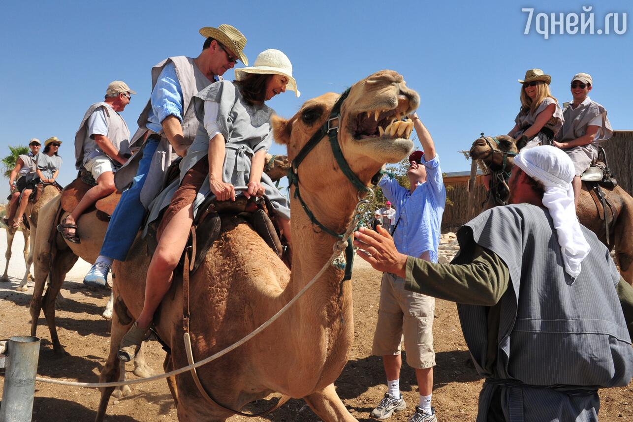 Метод верблюда: в Египте вводят новый сбор для туристов - 7Дней.ру