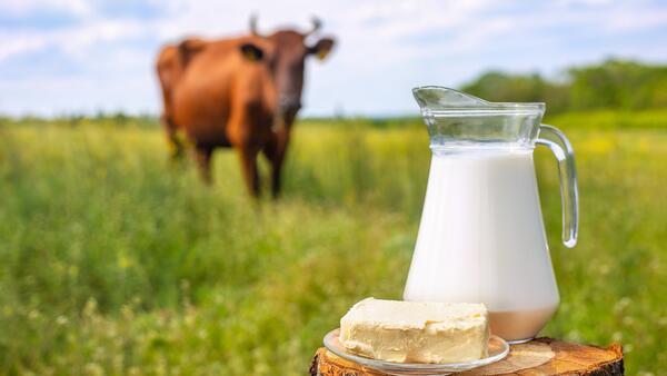 Как правильно хранить молочные продукты: советы по продлению свежести