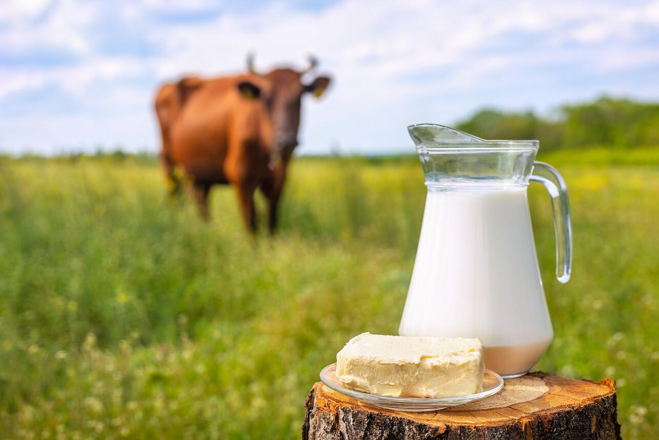хранение молочных продуктов летом, как хранить молоко, хранение йогурта, сыр летом, температура хранения молочки, заморозка молочных продуктов, как продлить свежесть молока