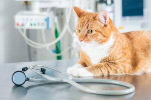 Вирус иммунодефицита кошек: что нужно знать хозяевам