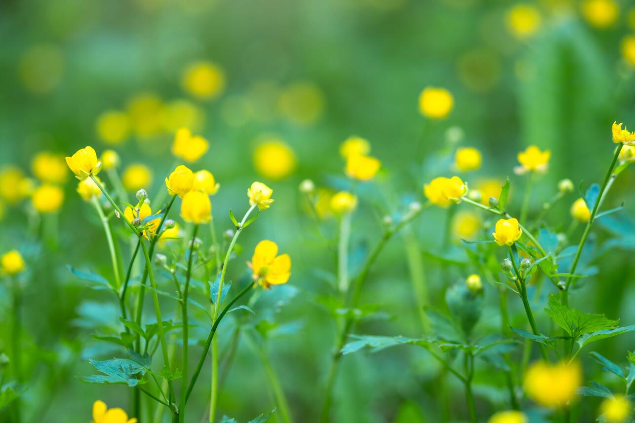 РўСЂР&micro;РІРѕР&para;РЅС&lsaquo;Р№ СЃРёРіРЅР&deg;Р&raquo;: Рѕ С&Dagger;Р&micro;Рј СЃРІРёРґР&micro;С&sbquo;Р&micro;Р&raquo;СЊСЃС&sbquo;РІСѓР&micro;С&sbquo; Р&plusmn;СѓСЂРЅС&lsaquo;Р№ СЂРѕСЃС&sbquo; С&Dagger;РёСЃС&sbquo;РѕС&sbquo;Р&micro;Р&raquo;Р&deg; РІ СЃР&deg;РґСѓ