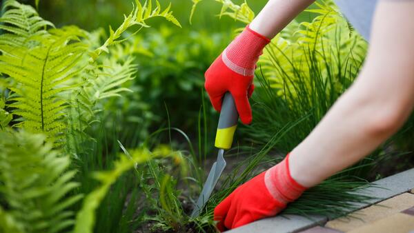 Казнить нельзя помиловать: как избавиться от сорняков на садовой дорожке