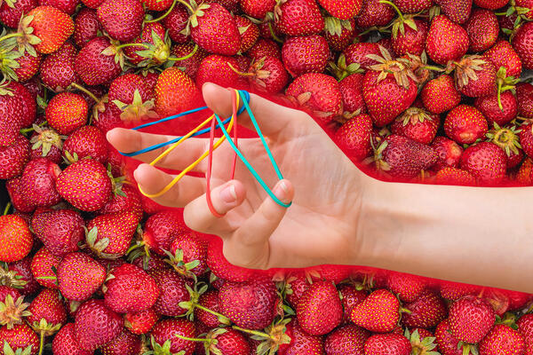 Тазами и без химии: как обычные резинки помогают клубнике созревать вдвое быстрее