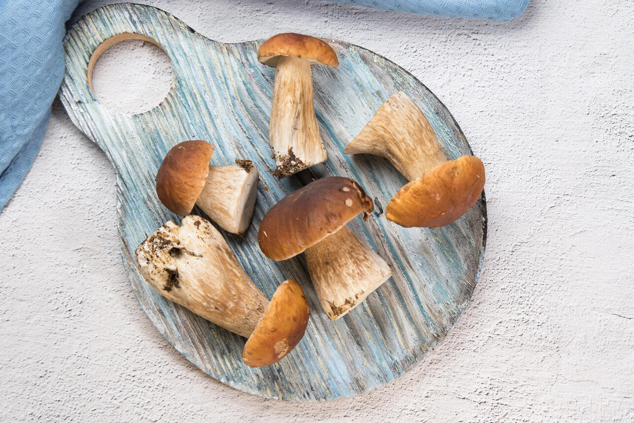 boletus mushrooms