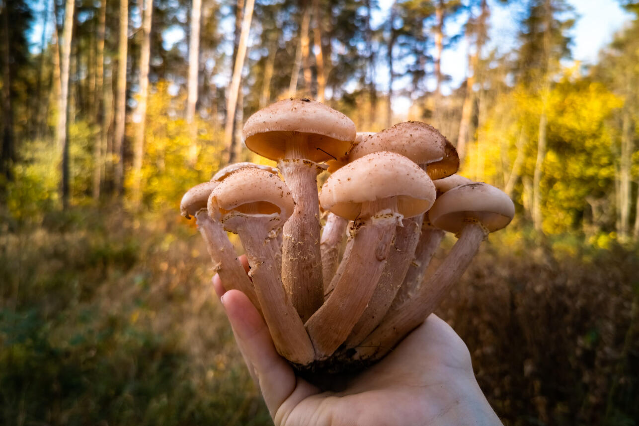 лесные грибы