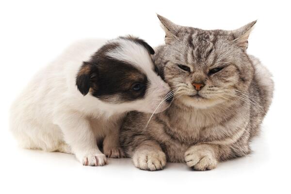 Как питомцы помогают нашему ментальному здоровью: семь доказательств