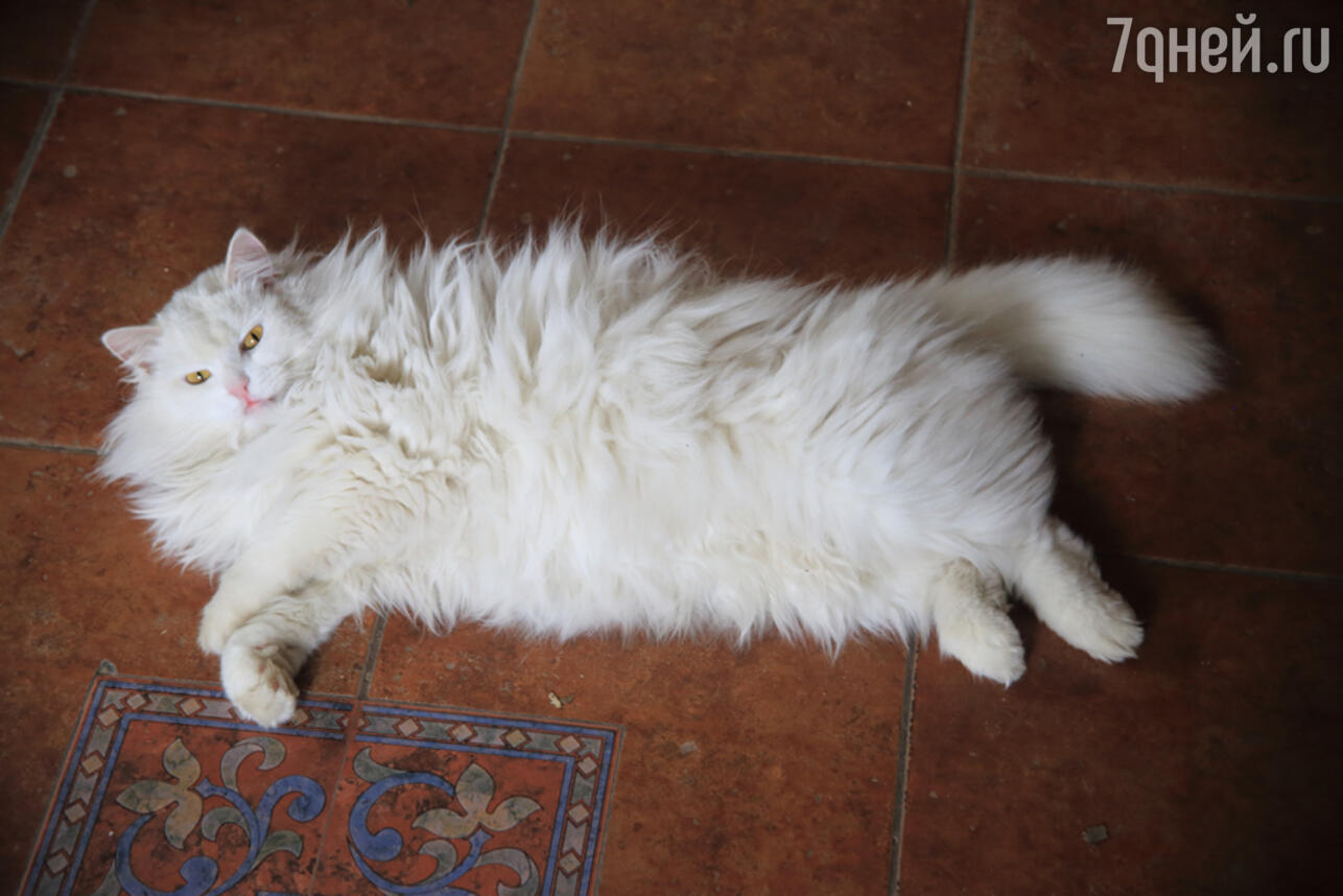 Ангорская кошка: описание породы, характер, фото и стоимость котят