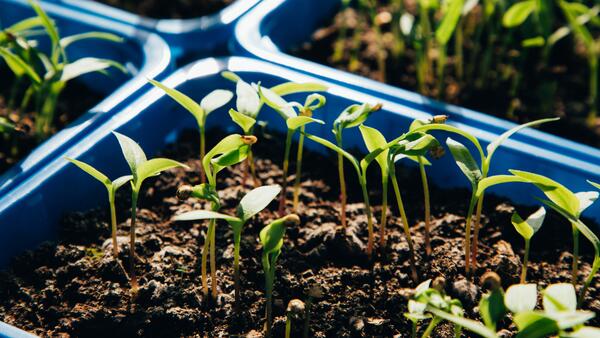 «Можете остаться без овощей»: агроном предупредила дачников о высадке рассады