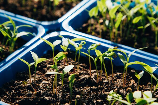 «Можете остаться без овощей»: агроном предупредила дачников о высадке рассады