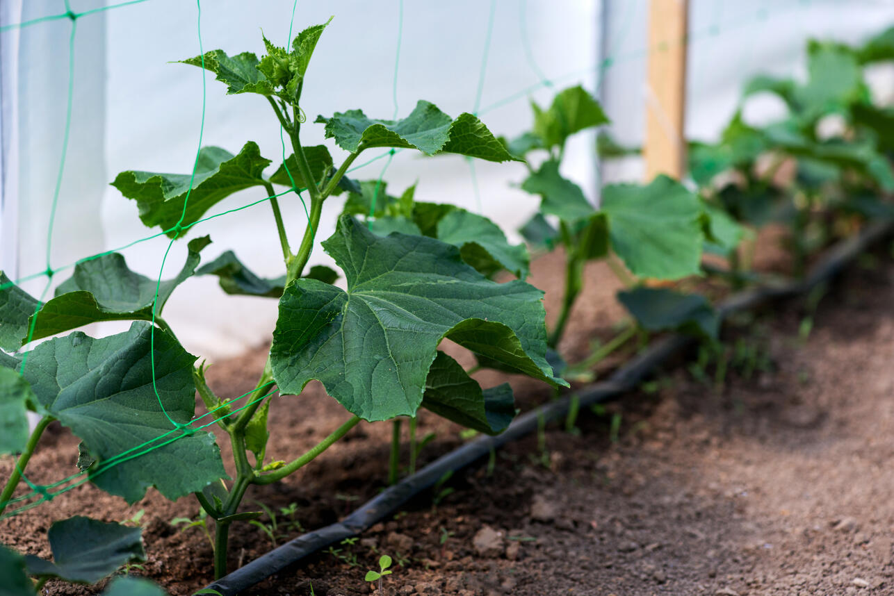 РњР&micro;С&Dagger;С&sbquo;Р&deg; РґР&deg;С&Dagger;РЅРёРєР&deg;: РєР&deg;РєРѕР№ СЃРѕСЂС&sbquo; РѕРіСѓСЂС&dagger;РѕРІ РїСЂРёР&middot;РЅР&deg;Р&raquo;Рё Р&raquo;СѓС&Dagger;С&euro;РёРј РґР&raquo;СЏ СЂР&deg;СЃСЃР&deg;РґС&lsaquo; РІ 2026 РіРѕРґСѓ