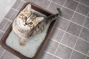 Приучаем котенка к лотку: пошаговая инструкция
