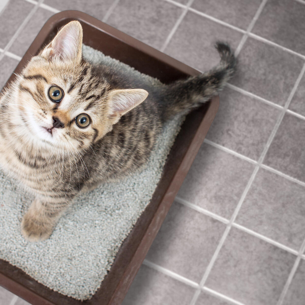 Как приучить бенгальского котенка к лотку быстро если гадит на кровать