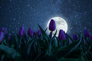 Луна Пробуждения: знаки зодиака, которым Полнолуние 7 марта поможет добиться успеха