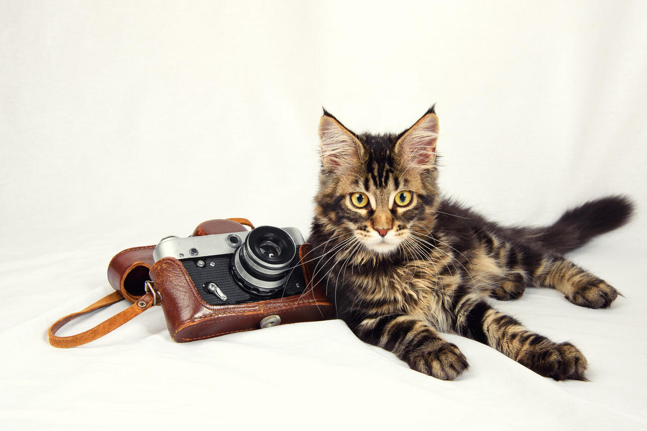    ,  ,   ,    ,    ,  ,    ,    ,   ,    