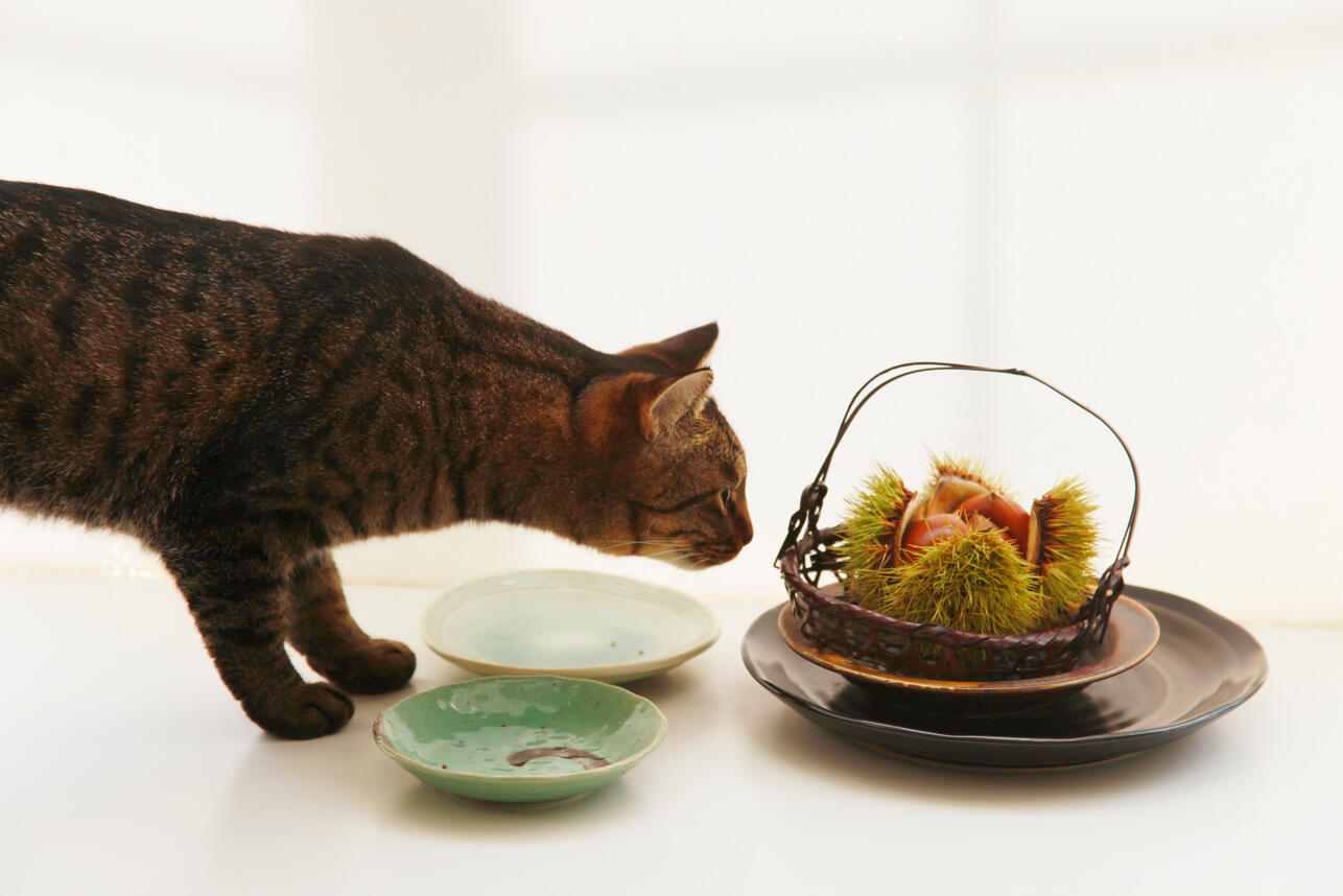    ,  ,   ,    ,    ,  ,    ,    ,   ,    