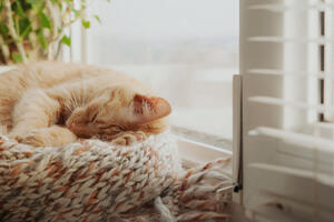 Почему на самом деле кошка топчется на вас лапами и еще 7 странностей пушистых любимцев