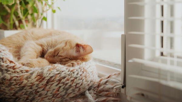 Почему на самом деле кошка топчется на вас лапами и еще 7 странностей пушистых любимцев