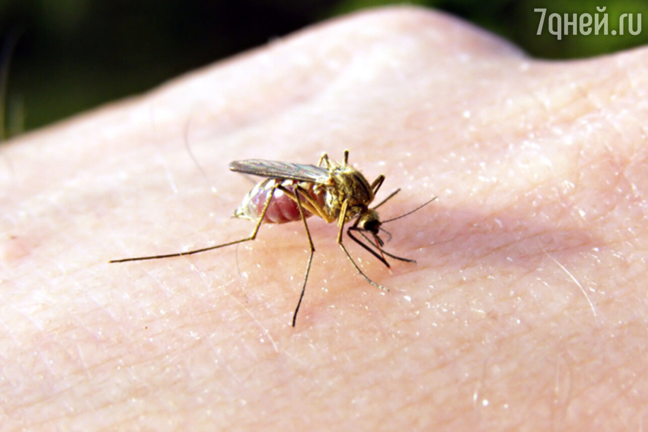 Комары, осы, пчелы, муравьи… Почти все они, столкнувшись с человеческим телом, стараются его укусить и отпить крови