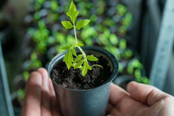Секретное средство: как оживить чахнущую рассаду  