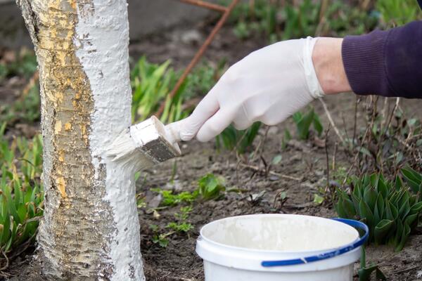 Операция «Пробуждение»: как спасти сад от невидимой угрозы, пока почки еще спят