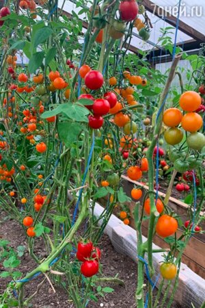 Урожай Елены Ваенги