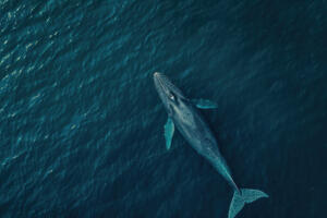 Самые-самые: рекорды в мире животных 