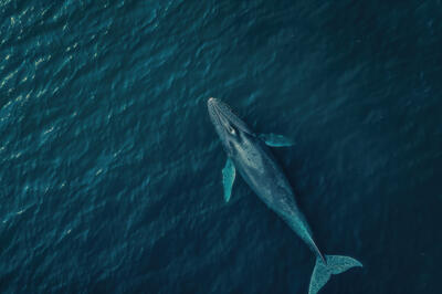 Самые-самые: рекорды в мире животных 