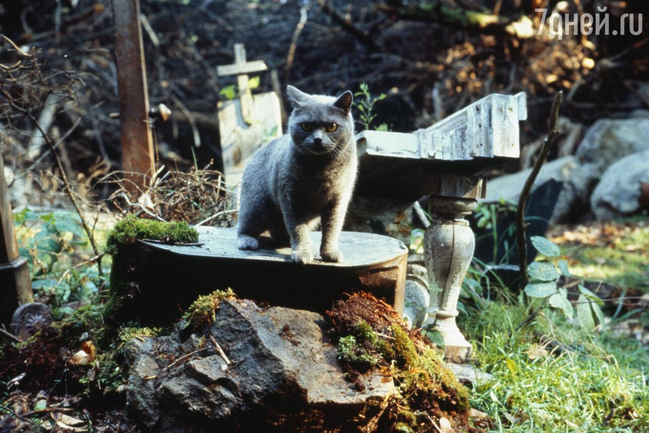 Кадр из фильма «Кладбище домашних животных». Фото