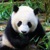Привет, панда: 6 необычных причин, почему у вас синяки под глазами