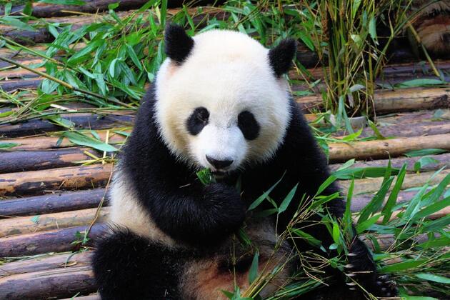Панда без пятен вокруг глаз
