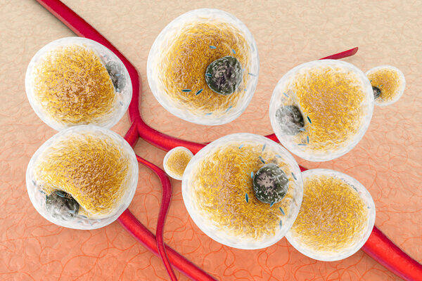 Жиры: как различить полезные и вредные