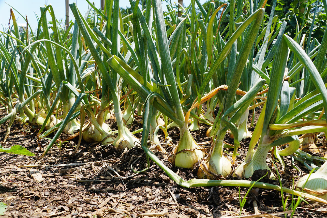 Р›СѓРє