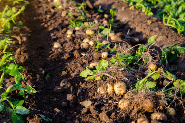 По 12 клубней вместо 5: как собрать богатый урожай картошки по методу латышского фермера