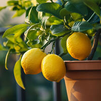 Как заботиться о комнатном лимоне, чтобы он рос и плодоносил — обрывайте цветы без сожалений