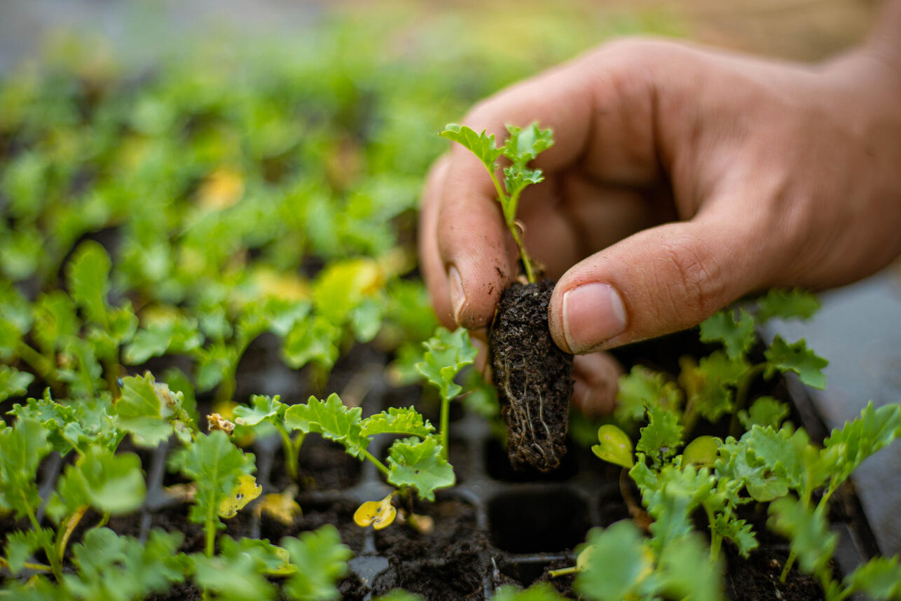 Р&mdash;РѕР&raquo;РѕС&sbquo;С&lsaquo;Р&micro; РїСЂР&deg;РІРёР&raquo;Р&deg; СЂР&deg;СЃСЃР&deg;РґС&lsaquo;: РјРёРЅРёРјСѓРј С&hellip;Р&raquo;РѕРїРѕС&sbquo; вЂ&rdquo; РјР&deg;РєСЃРёРјСѓРј СѓСЂРѕР&para;Р&deg;СЏ