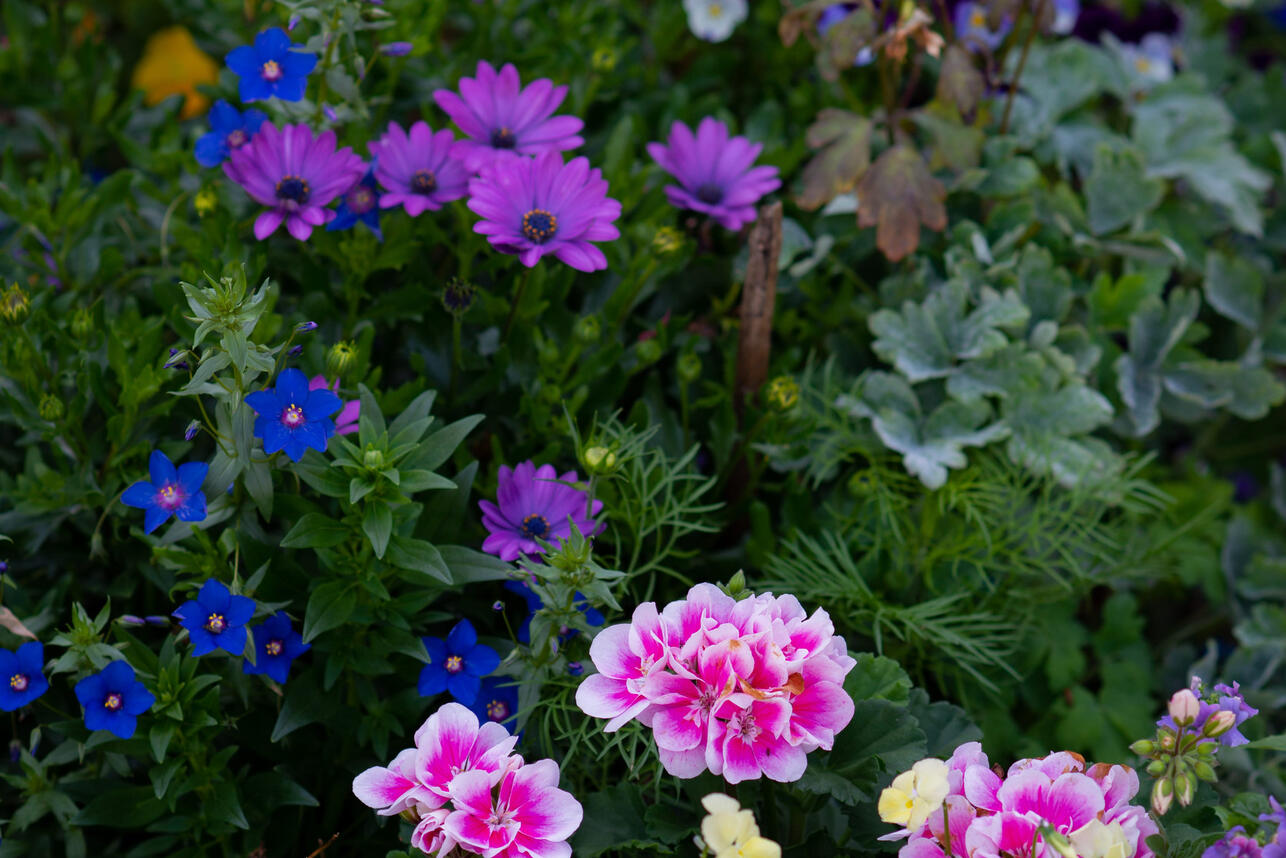 86 Р›РµРЅРёРІР°СЏ РєР»СѓРјР±Р° Р±РµР· СЂР°СЃСЃР°РґС‹: 10 С†РІРµС‚РѕРІ, РєРѕС‚РѕСЂС‹Рµ РІС‹СЂР°СЃС‚СѓС‚ СЃР°РјРё, РµСЃР»Рё Р±СЂРѕСЃРёС‚СЊ СЃРµРјРµРЅР° РІ Р·РµРјР»СЋ РІ Р°РїСЂРµР»Рµ